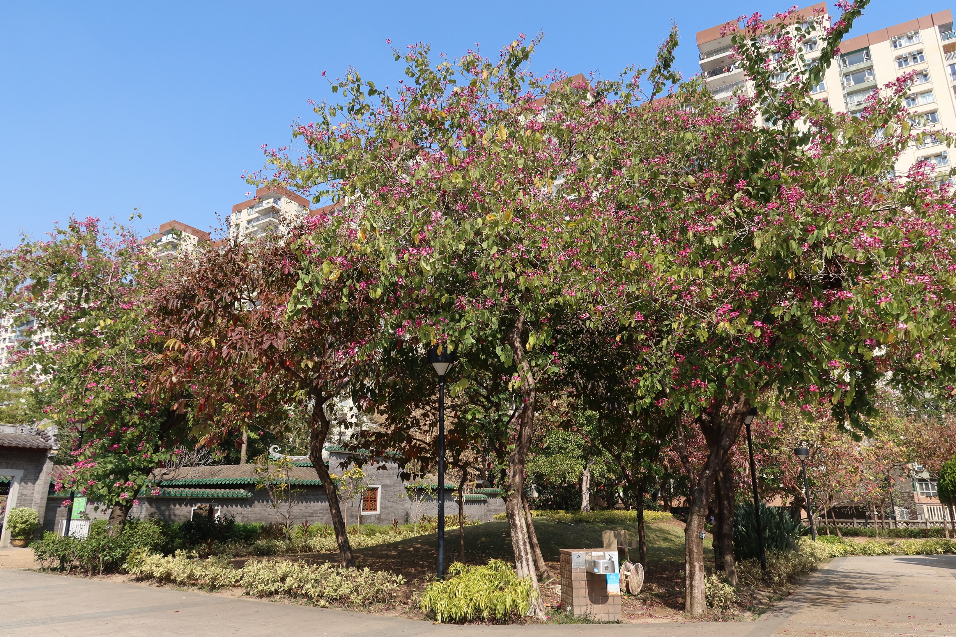 06.03.2025 (sparse flowers)