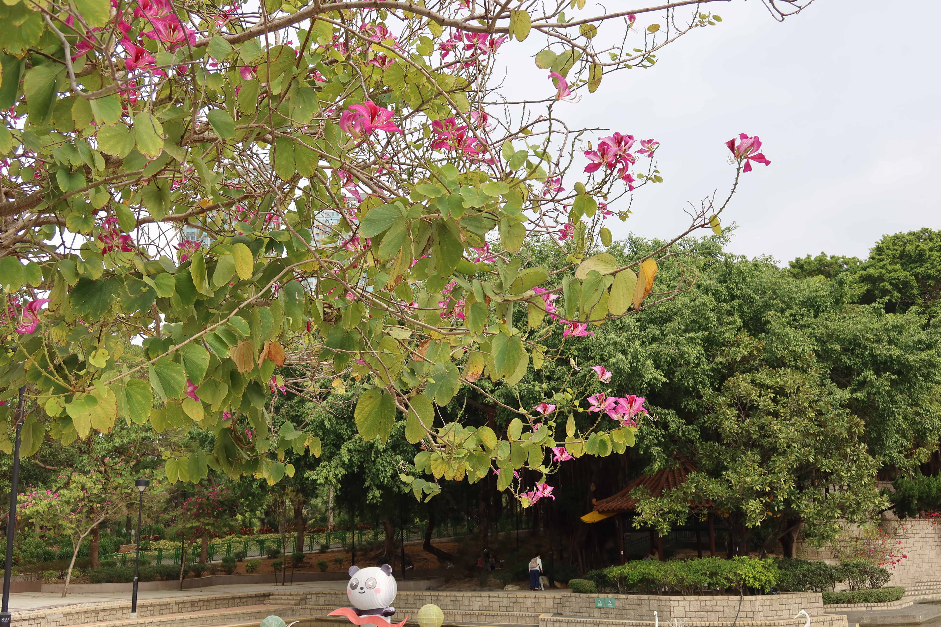 Hong Kong Orchid Tree | Flower Appreciation