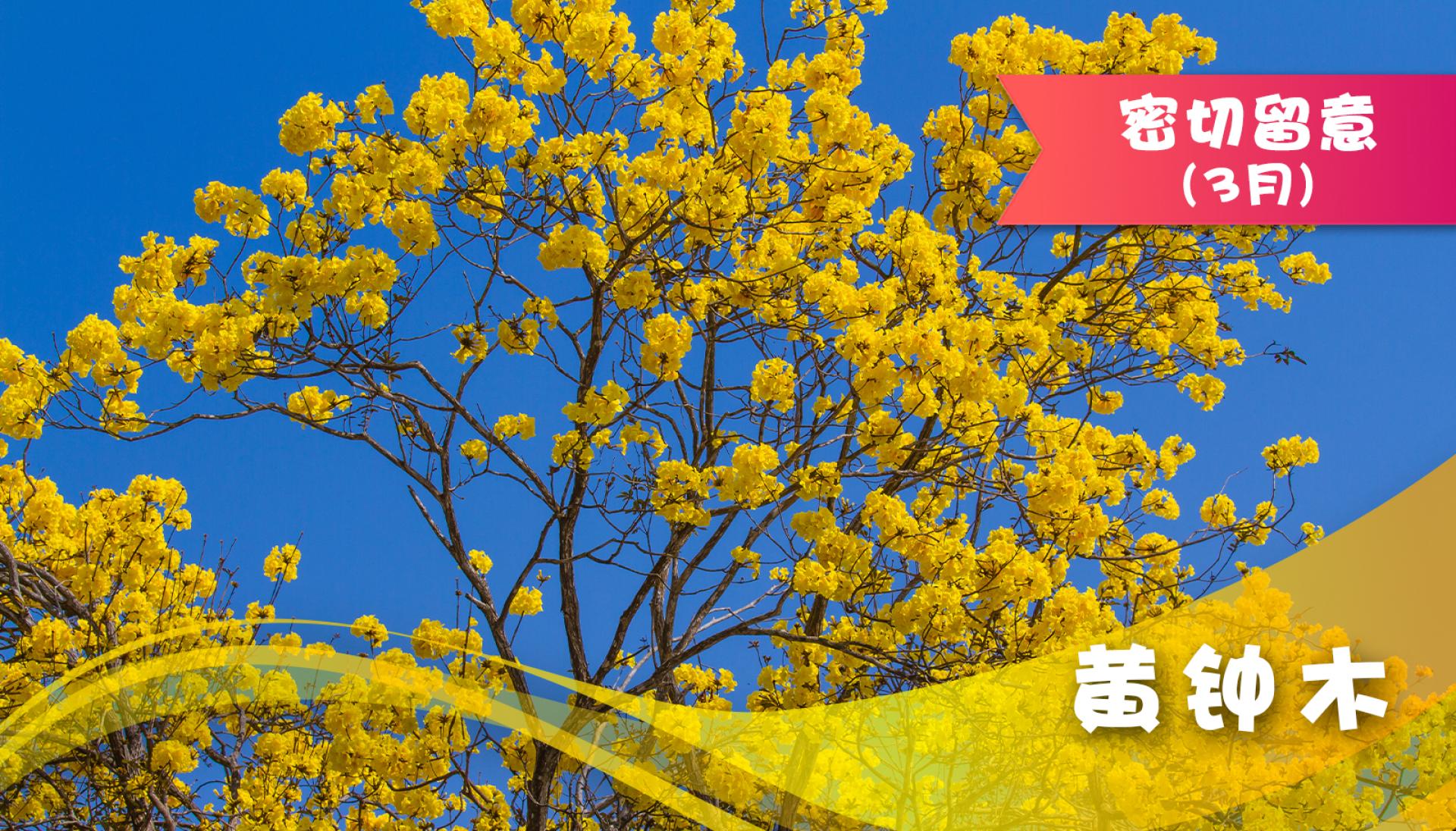 黄钟木 | Flower Appreciation 康文賞花情報